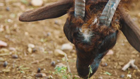 cabrito comiendo hojas en bonaire, kralendijk - primer plano