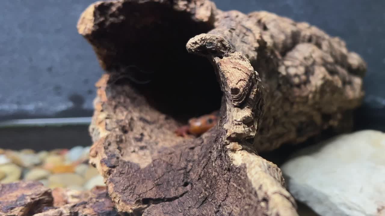 Salamandra nascosta in un tronco, primo piano
