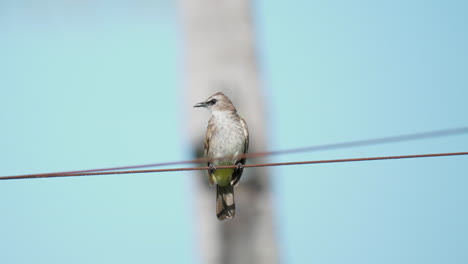 one yellow-vented bulbul pooping while balancing perched on metal cable and turns around in a jump showing yellow vent under the tail