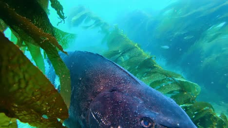 Riesiger-Schwarzer-Wolfsbarsch,-Der-Unter-Dem-Riesigen-Kelp-Im-Sauberen-Ozean-Lebt