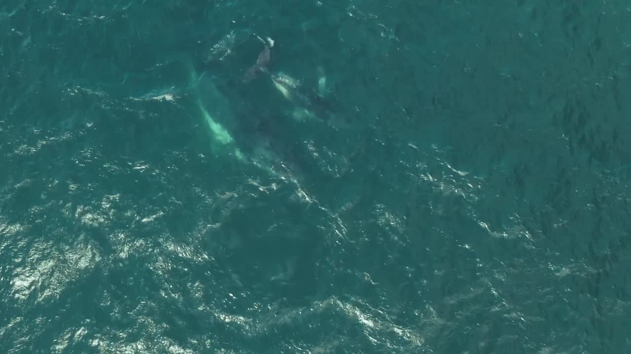 어미와 송아지 혹등고래의 영화 같은 공중 드론 영상