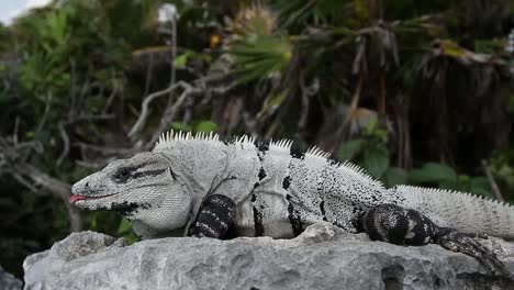 iguanas 23
