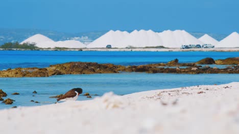 an oystercatcher bird preening itself at the beach in bonaire, kralendijk with piles of salt in the background - medium shot