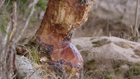Swedish birch tree chewed up by a Eurasian beaver, static medium shot