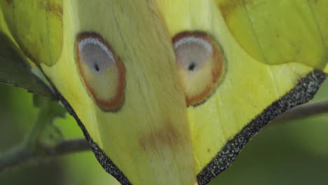 tail-of-Madagascan-comet-moth-close-up-shot-sitting-motionless-on-a-bush,-greenish-background