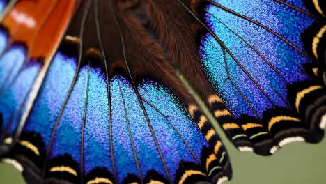 close-up of vibrant butterfly wings with blue and orange hues