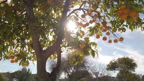 tilt up of orange tree with bright sun filtering through leaves in spain