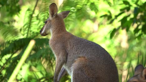 shy red-necked wallaby