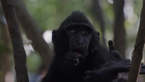 A-young-monkey-in-the-forest,-jungle-on-a-tree