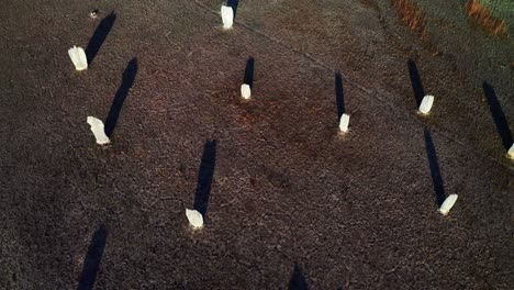 Aerial-View-Of-Magnetic-Termite-Mounds-During-Summer-Day-In-Litchfield-National-Park-In-Australia