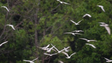 Seeschwalben-Sind-Seevögel,-Die-Auf-Der-Ganzen-Welt-Im-Meer,-In-Flüssen-Und-Anderen-Größeren-Gewässern-Zu-Finden-Sind