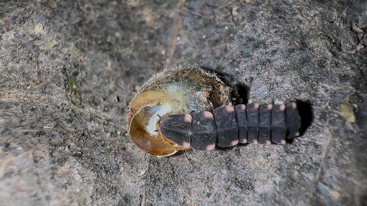firefly larvae with green light eating snail and crawl in forest hyrcanian iran gilan nature insect glowworm biology habitat wildlife rare species predator entomology macro environment soil at night