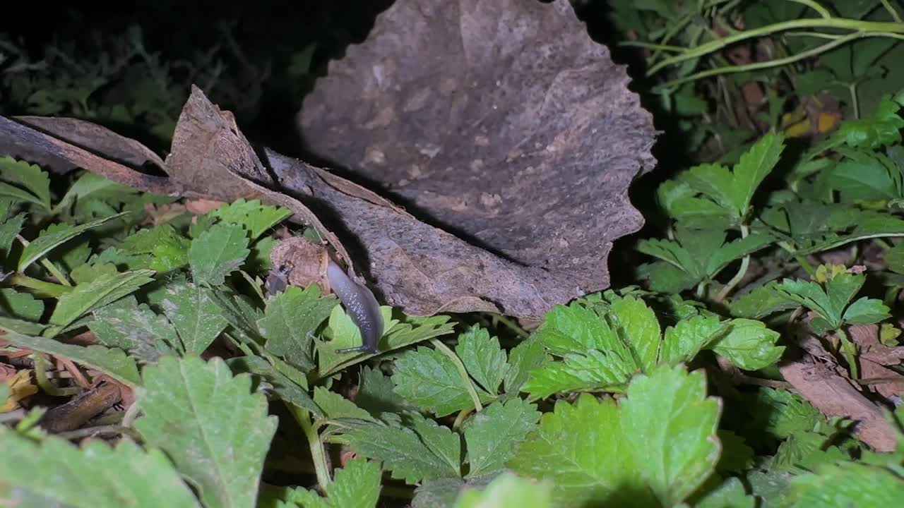 firefly night larvae forest fight bite snail nocturnal insect Iran Hyrcanian nature arthropod biodiversity bioluminescence ecosystem fauna feeding ground invertebrate macro photography predator prey