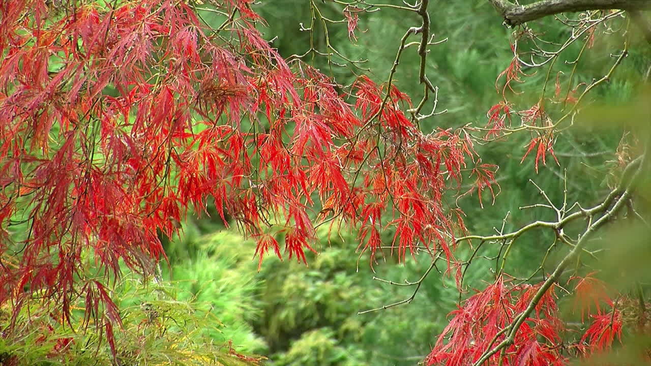 follaje rojo brillante de un árbol de arce de hoja de encaje japonés
