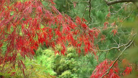 bright red foliage of a japanese lacy leaf maple tree