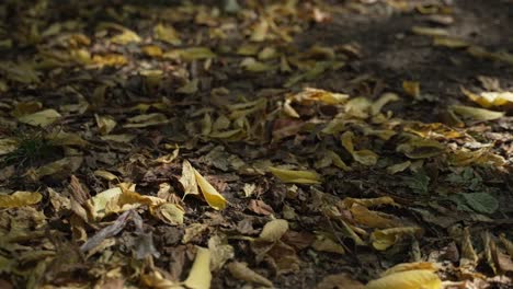 Fall-Leaves-on-Ground-Colorful-Fall-Colors