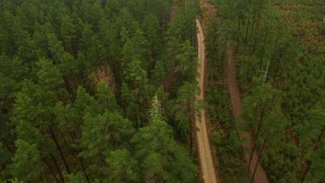 Forest-view-with-road