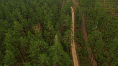 vista al bosque con carretera