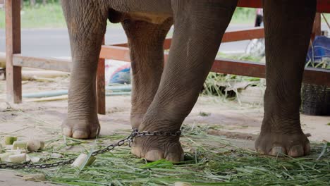 elephant with chained up foot eating plants