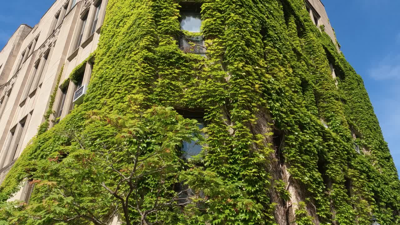 Building With Climbing Plants on Walls on Sunny Summer Day. University of Chicago Campus, Illinois USA