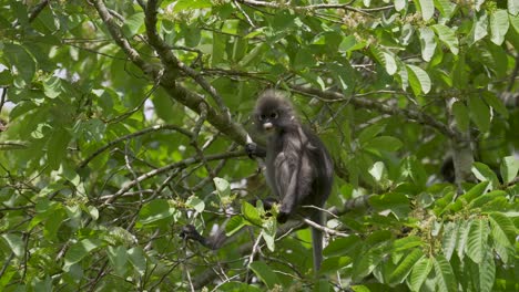 mono de hoja oscura alimentándose y sentado en la rama de un árbol