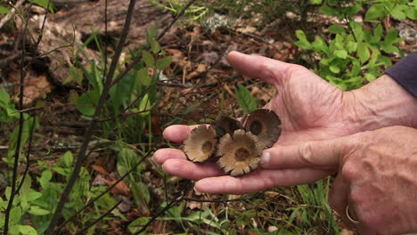 champiñones de tiro apretado en la mano de alguien