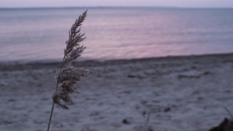bulrush sway in the wind at purple sunset