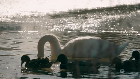 adorable swan chicks dip their beaks and heads into the murky pond while feeding on a sunny spring evening