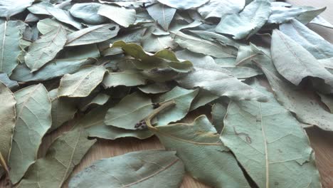 hojas de laurel secas rotación de fondo
