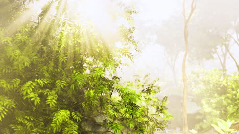 sun rays filter through lush foliage in a serene green forest setting