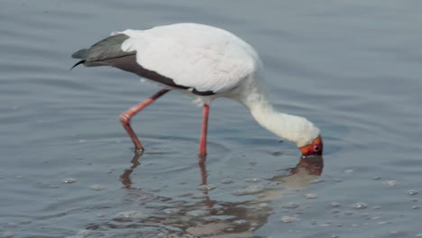 Gelbschnabelstorch-Fischt-Während-Der-Trockenzeit-In-Ostafrika-In-Einem-Teich-Voller-Welse