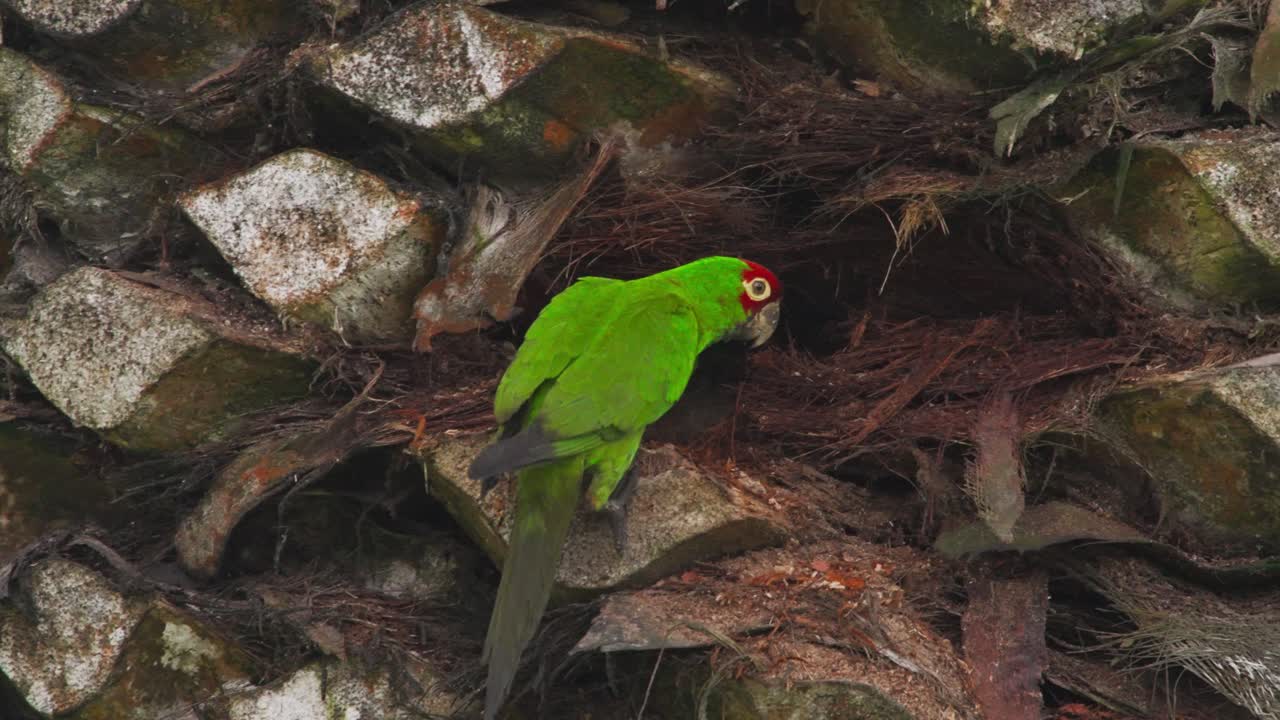 Bright green parrot perched on palm tree in Lima, Peru, close to its nest