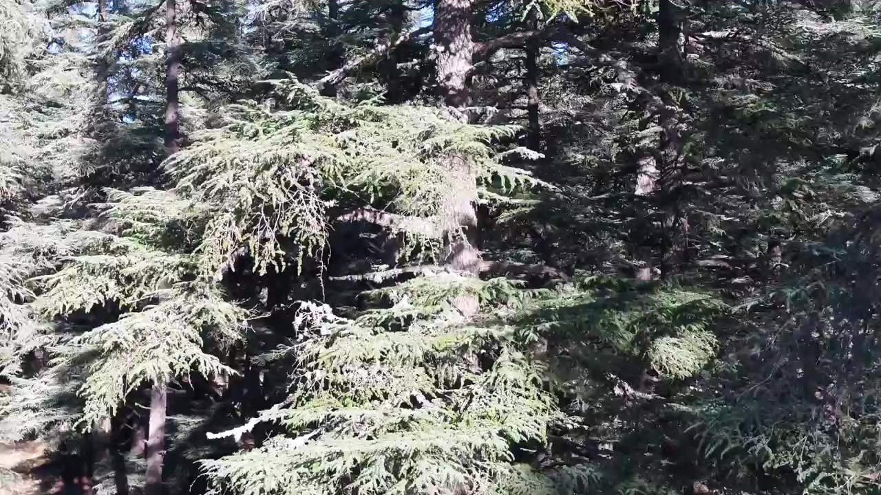 Ripresa cinematografica aerea con drone in ascesa che inizia sotto i rami di alberi di cedro e rivela un denso paesaggio forestale nell'Atlante Medio, Marocco, ideale per progetti di viaggio, natura e aree selvagge.