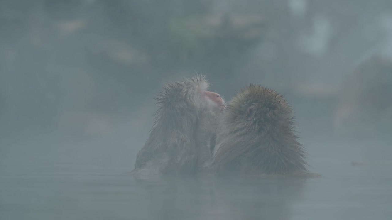 una toma cinematográfica de un mono de nieve quitando cuidadosamente los parásitos de su amigo mientras se relaja en el icónico jigokudani onsen, yamanouchi.