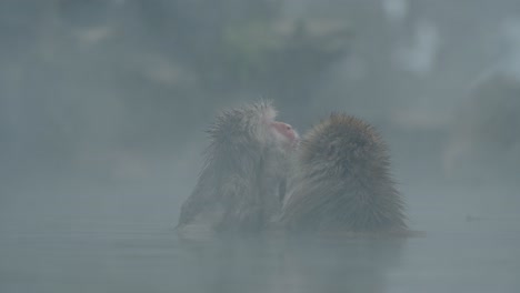 una toma cinematográfica de un mono de nieve quitando cuidadosamente los parásitos de su amigo mientras se relaja en el icónico jigokudani onsen, yamanouchi.