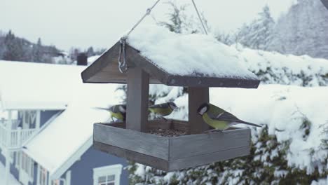 Kohlmeisen-Fressen-Im-Winter-Futter-Aus-Einem-Vogelhäuschen---Nahaufnahme