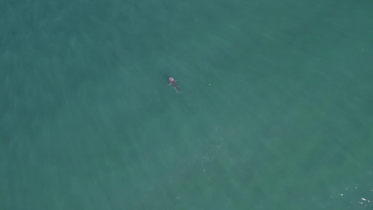 Stunning drone video shows a lone whale shark gliding through transparent turquoise waters near Baja California Sur. The aerial footage captures tranquil ocean scenes and serene natural beauty.
