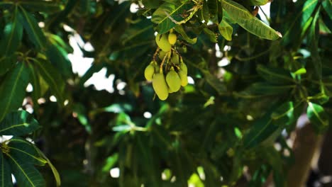 bunch of green mangoes hanging off swinging mango tree in vietnam