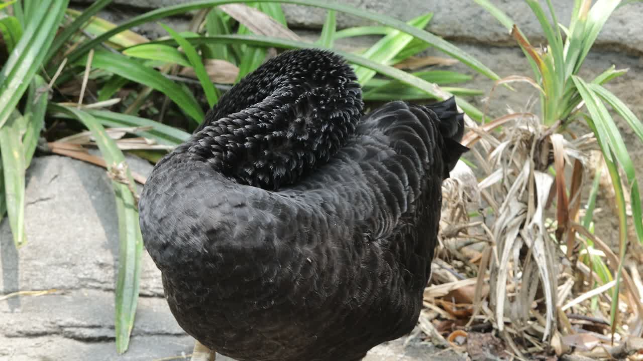 블랙 스완 (black swan)