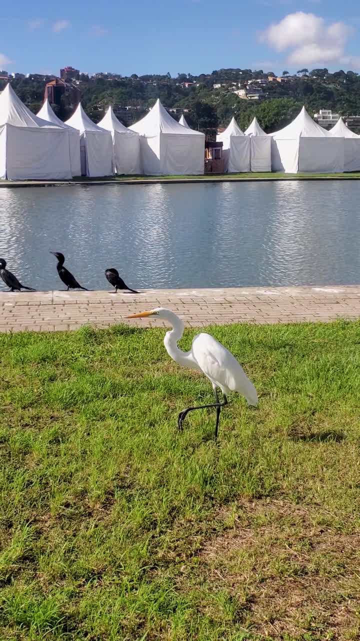 Vertical video serene moment of native wildlife Great Egret and Cormorants Coexist against a vivid blue sky, Event Lake in Caracas Park, mountainous city backdrop