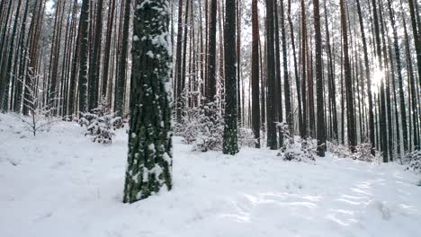 Low-Angle-Shot-Von-Sonnenlicht-Im-Winterwald-Mit-Weißem-Neuschnee-Und-Pinien