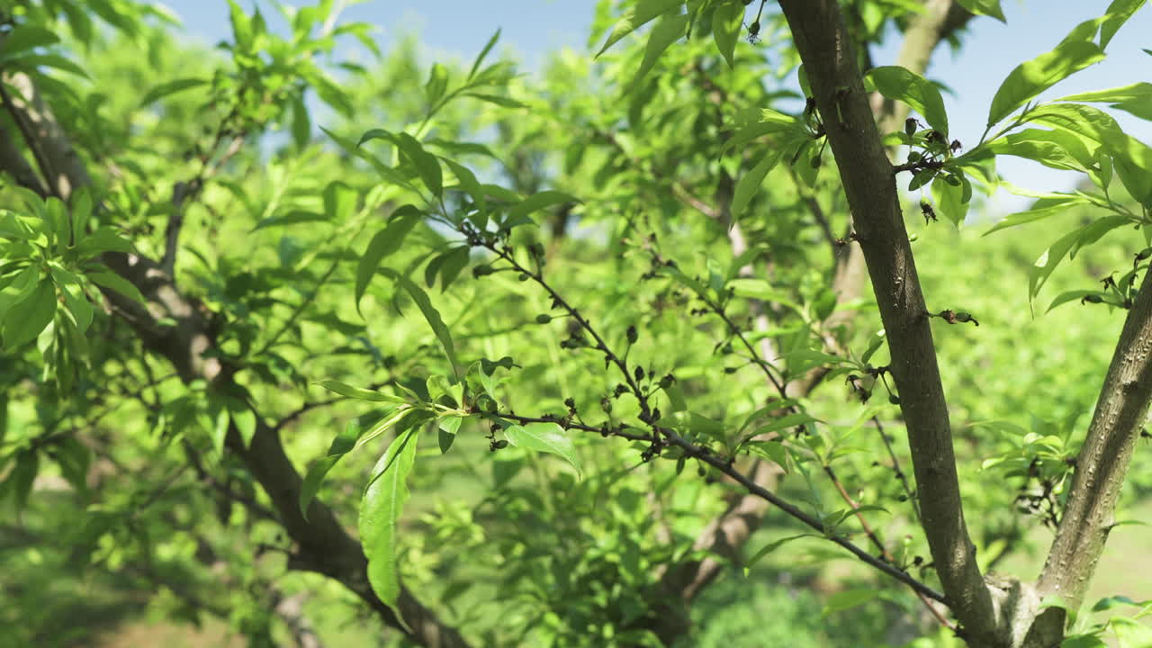Plum branches with green developing fruits against a bokeh background.