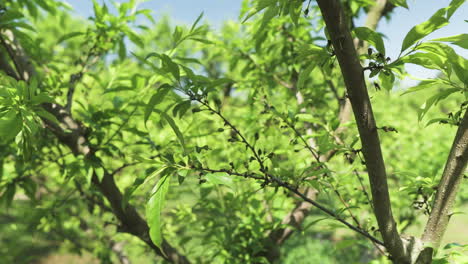 plum branches with green developing fruits against a bokeh background.