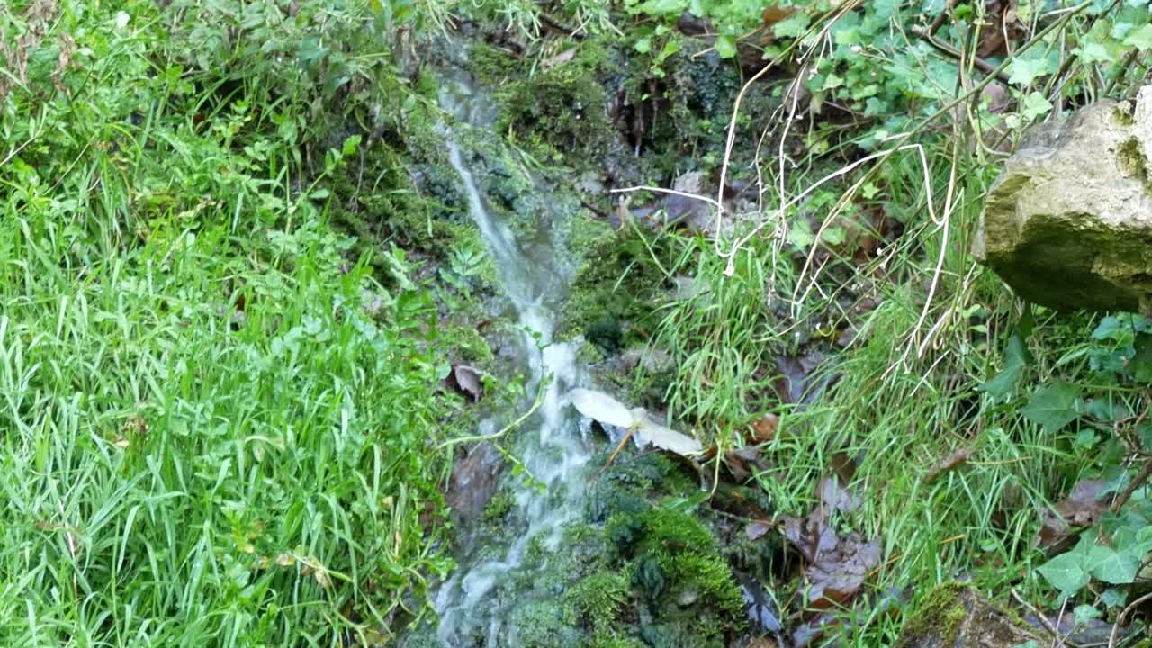 Clear fresh mountain spring water flowing through dense mossy leafy green wilderness