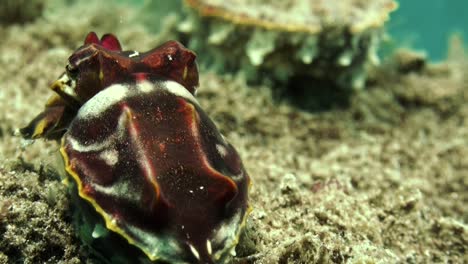 male flamboyant cuttlefish approaching female from behind, close-up shot on coral reef
