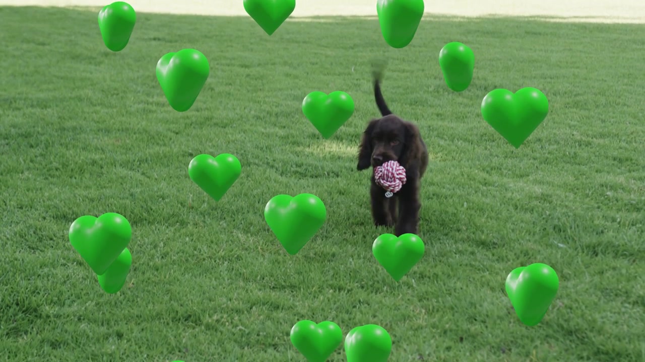 Puppy fetching rope toy and running to camera amid floating green hearts occluding it for marketing