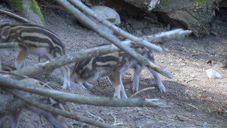 lindos jabalíes recién nacidos con rayas abrazándose y peleando al aire libre en la naturaleza - cámara lenta