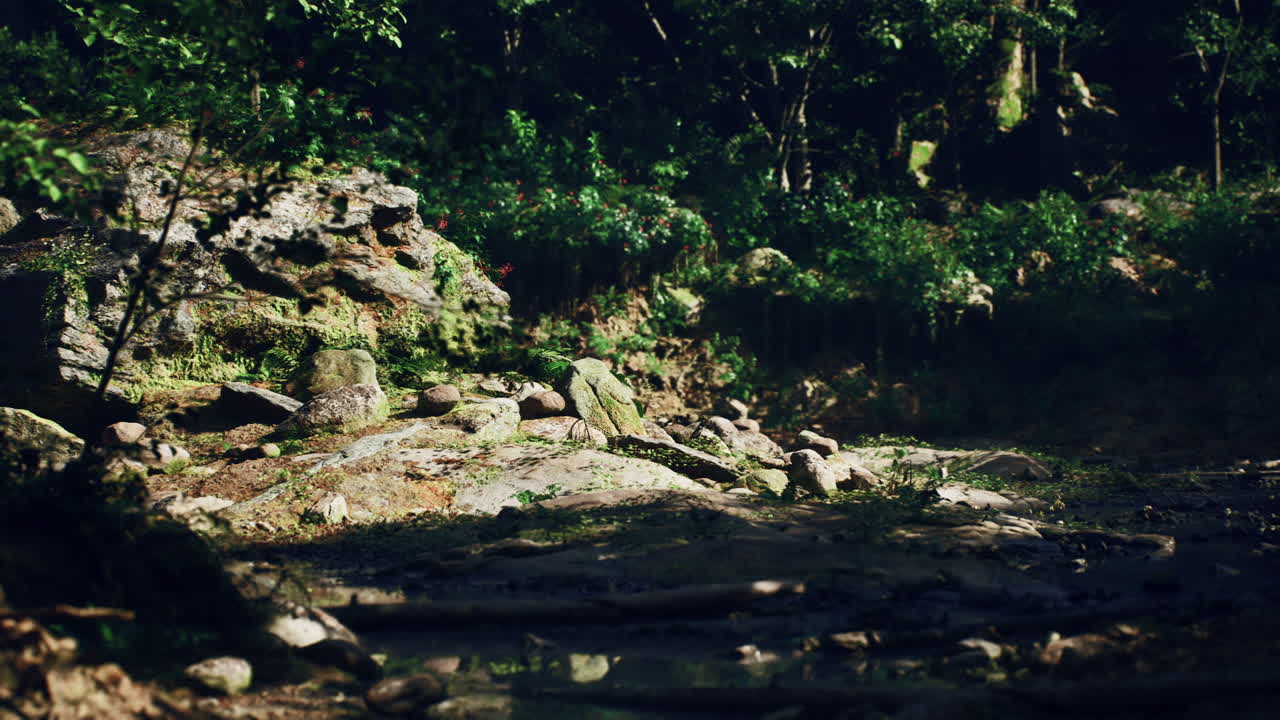 rayos de sol a través de un bosque
