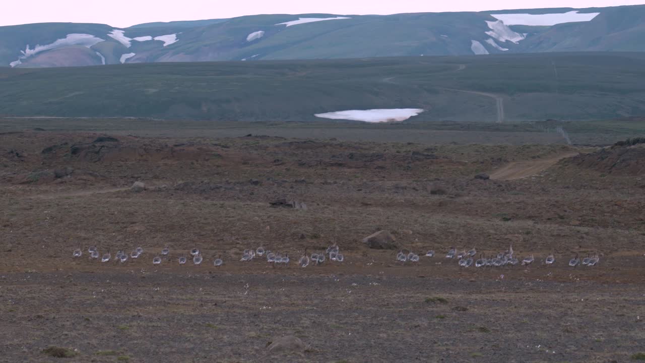 Large Group Of Flightless Geese During Annual Molting In Iceland. Static Shot