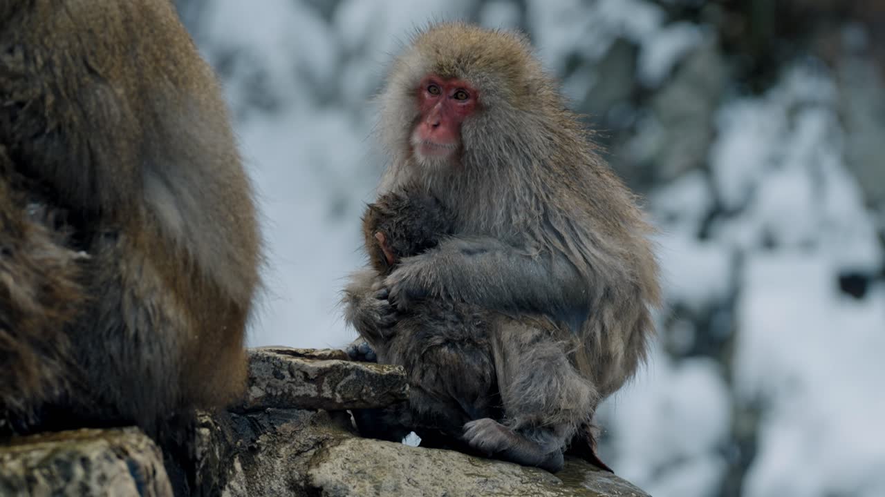 en la serena belleza de las aguas termales de jigodukani, una madre mono de nieve cuida amorosamente a su bebé.